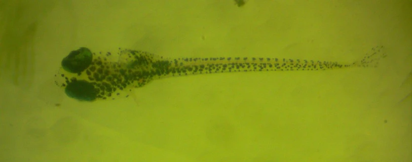 Larva Ikan Oryzias Matanensis. Kredit: Prof.Dr.Ir.Khusnul Yaqin,M.Sc.